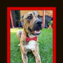 Photo of Chad ~ Great Dane X (Trial 16/5/15)