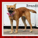Photo of Brandi ~ Small Foxy X (On Trial .3/5/15)