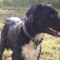 Photo of Zeek (Adoption Pending)