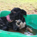 Photo of Zeek (Adoption Pending)