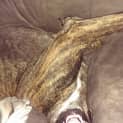 Photo of Zena