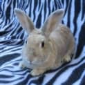 Photo of Hunny