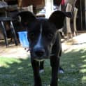 Photo of Denver *On Trial In His New Home*