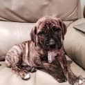 Photo of Rossco