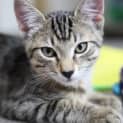 Photo of Muffin