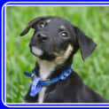 Photo of Pompei ~ Kelpie X Puppy ~ On Trial 3/5/15