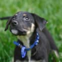 Photo of Pompei ~ Kelpie X Puppy ~ On Trial 3/5/15