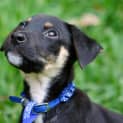 Photo of Pompei ~ Kelpie X Puppy ~ On Trial 3/5/15