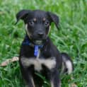 Photo of Pompei ~ Kelpie X Puppy ~ On Trial 3/5/15