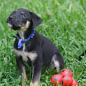 Photo of Pompei ~ Kelpie X Puppy ~ On Trial 3/5/15
