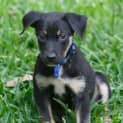 Photo of Pompei ~ Kelpie X Puppy ~ On Trial 3/5/15