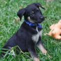 Photo of Pompei ~ Kelpie X Puppy ~ On Trial 3/5/15