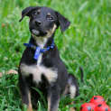 Photo of Pompei ~ Kelpie X Puppy ~ On Trial 3/5/15