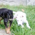 Photo of Pompei ~ Kelpie X Puppy ~ On Trial 3/5/15
