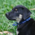 Photo of Pompei ~ Kelpie X Puppy ~ On Trial 3/5/15