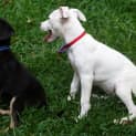 Photo of Pompei ~ Kelpie X Puppy ~ On Trial 3/5/15
