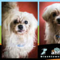 Photo of Poochie ~ #1501934
