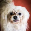 Photo of Poochie ~ #1501934