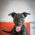 Photo of Chip ~ #1501936
