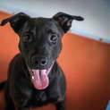 Photo of Chip ~ #1501936