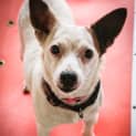 Photo of Pebbles ~ #1501938