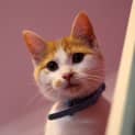 Photo of Chico