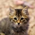 Photo of Damon Adoption Pending