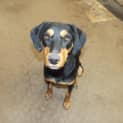 Photo of Buddy