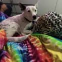 Photo of Ellie ~ Inner City Gal Pal (On Trial 17/5/15)