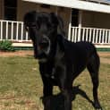 Photo of Scooby