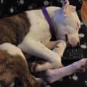 Photo of Bruce ~ Bull Arab X Bull Terrier (Trial 9/5/15)