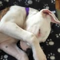Photo of Bruce ~ Bull Arab X Bull Terrier (Trial 9/5/15)