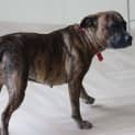 Photo of Roxy