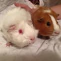 Photo of Bugsy And Moon