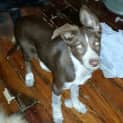 Photo of Possum (Adoption Pending)
