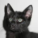 Photo of Salem