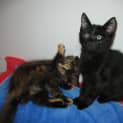 Photo of Salem