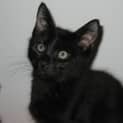 Photo of Salem