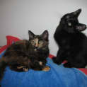 Photo of Salem