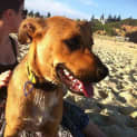 Photo of Dexter ~ Kelpie X, 8 Months (On Trial Paid 2/5/15)