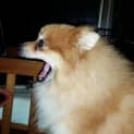 Photo of Austin (Adoption Pending)