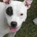 Photo of Stella