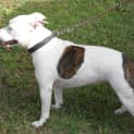 Photo of Stella