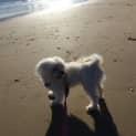 Photo of Indi
