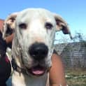 Photo of Bruce (Adoption Pending)