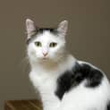 Photo of Indigo