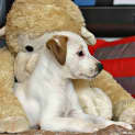 Photo of Brydi ~ Bull Arab X Small Breed ~ (Trial 14/5/15)