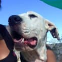 Photo of Bruce (Adoption Pending)