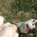 Photo of Bruce (Adoption Pending)
