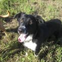 Photo of Zeek (Adoption Pending)